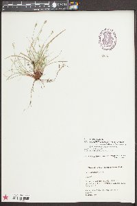 Carex emmonsii image