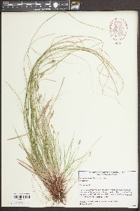 Carex emmonsii image