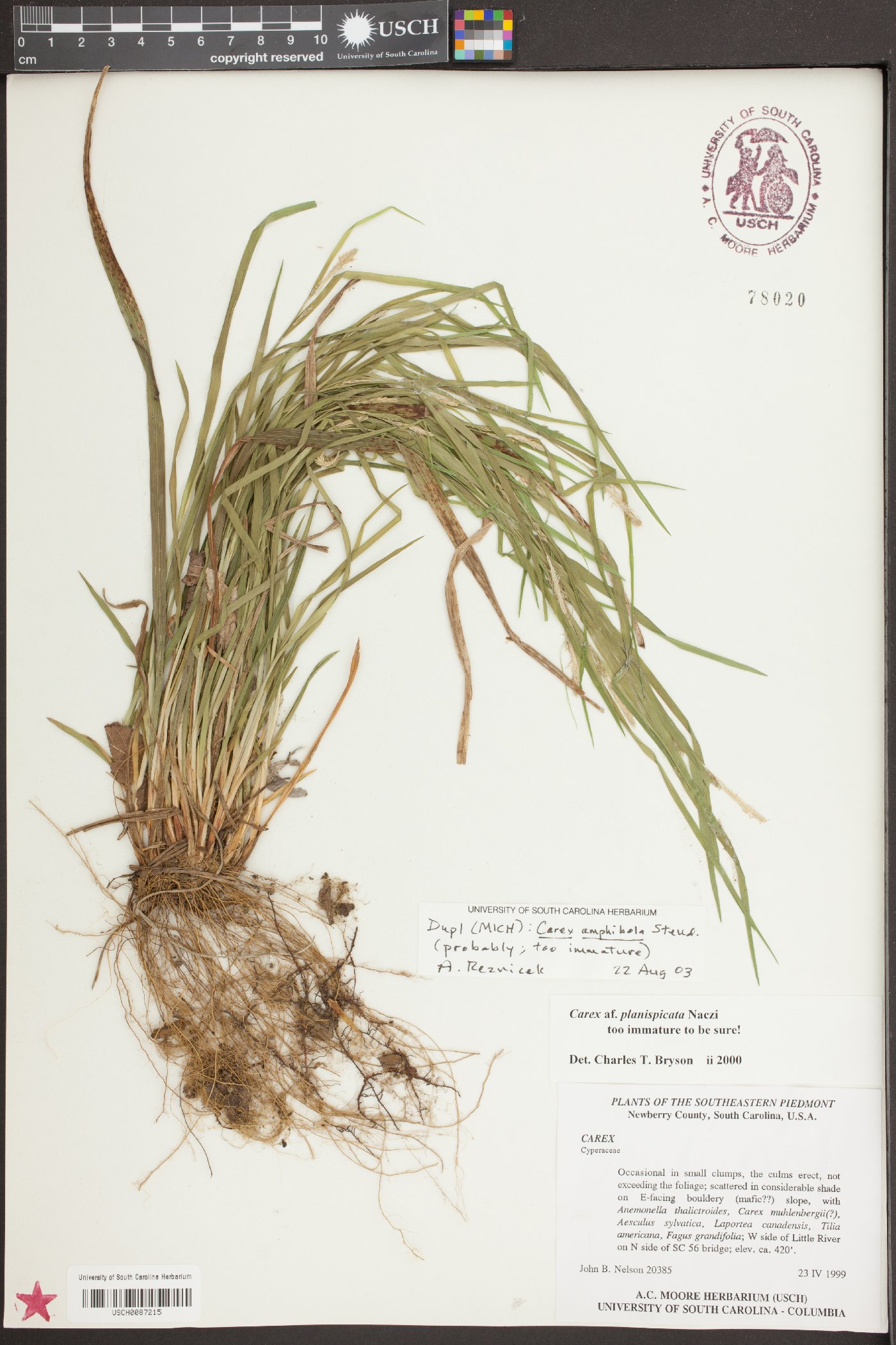 Carex plana image