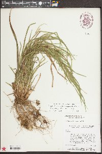 Carex plana image