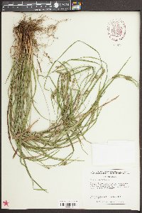 Carex amplifolia image