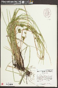 Carex amplifolia image