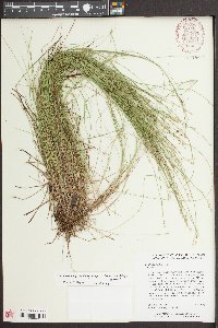 Carex seorsa image