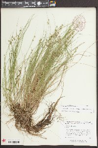 Carex seorsa image