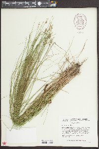 Fimbristylis castanea image