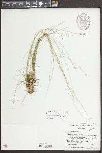 Carex atlantica subsp. capillacea image