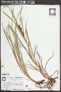 Carex aureolensis image