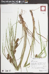 Carex aureolensis image