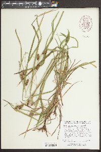 Carex aureolensis image