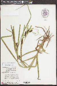 Carex aureolensis image