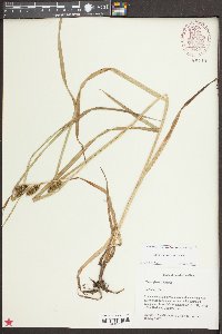 Carex aureolensis image