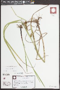 Carex aureolensis image