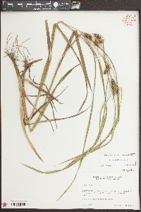 Carex aureolensis image