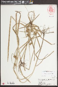 Carex aureolensis image