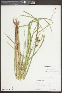 Carex aureolensis image