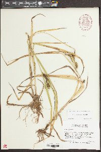 Carex aureolensis image