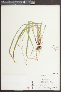 Carex austrocaroliniana image