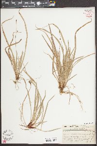 Carex austrocaroliniana image