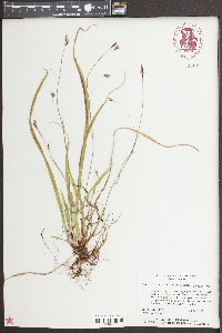 Carex austrocaroliniana image