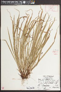 Carex austrocaroliniana image