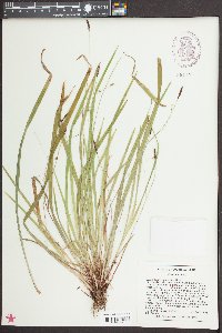 Carex austrocaroliniana image