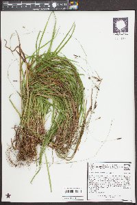 Carex austrocaroliniana image