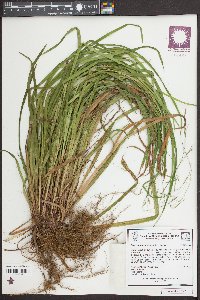 Carex austrocaroliniana image