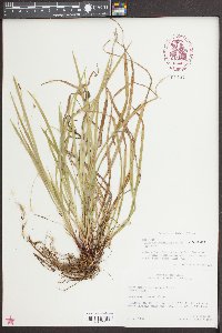 Carex austrocaroliniana image