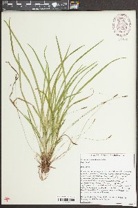 Carex austrocaroliniana image