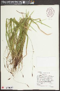 Carex austrocaroliniana image