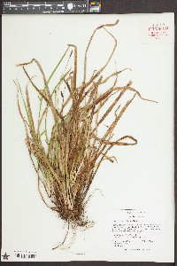 Carex austrocaroliniana image