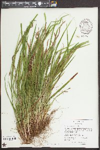 Carex austrocaroliniana image