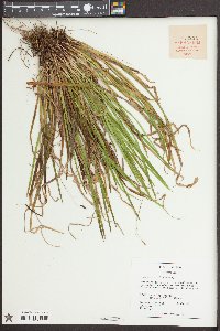 Carex austrocaroliniana image