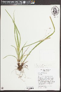 Carex austrocaroliniana image