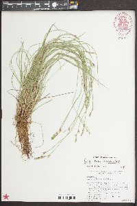 Carex bromoides image