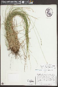 Carex bromoides subsp. bromoides image