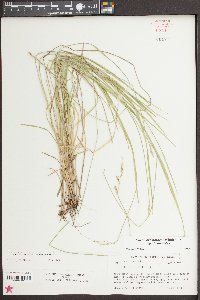 Carex bromoides image