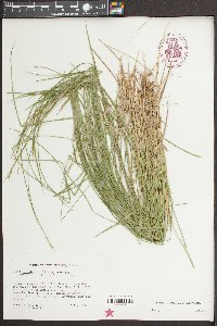 Carex bromoides image