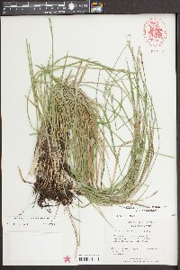 Carex bromoides image