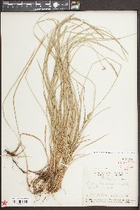 Carex bromoides image