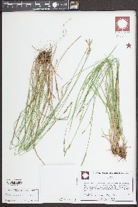 Carex bromoides image