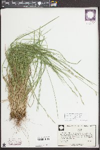 Carex bromoides image