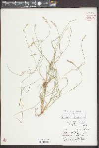 Carex bromoides image