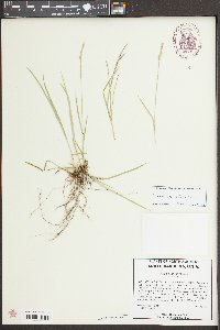 Carex bromoides image
