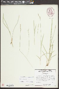 Carex bromoides image