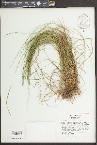 Carex bromoides image