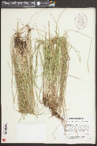 Carex bromoides subsp. bromoides image