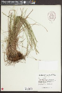 Carex bromoides image