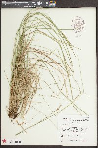 Carex bromoides image
