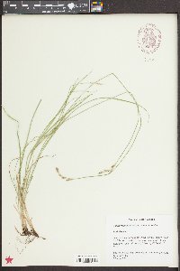 Carex bromoides image